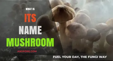 Mushroom Mystery: What's in a Name?