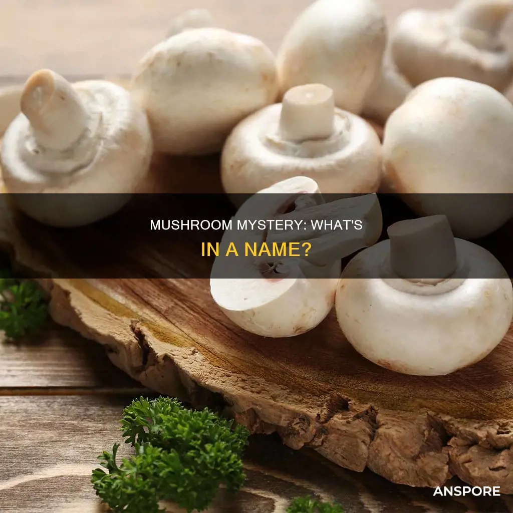 what is its name mushroom