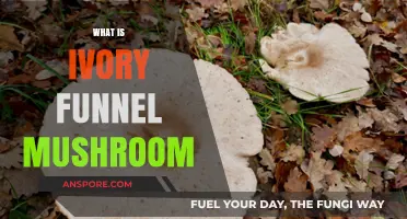 Ivory Funnel Mushrooms: Identification and Edibility