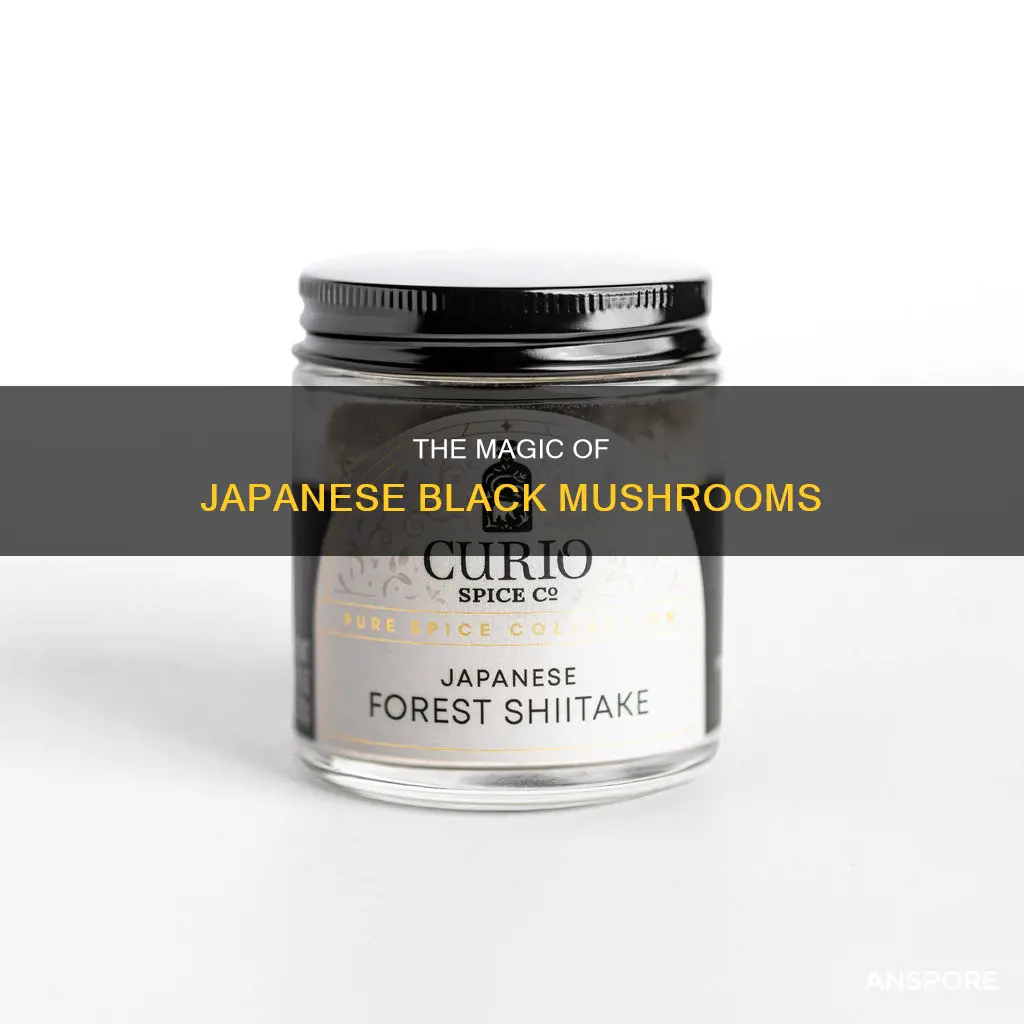 what is japanese black mushroom