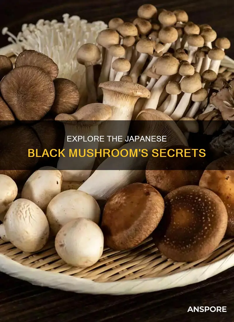 what is japanese bllack mushroom