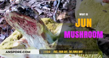 Jun Mushrooms: A Tasty and Healthy Treat