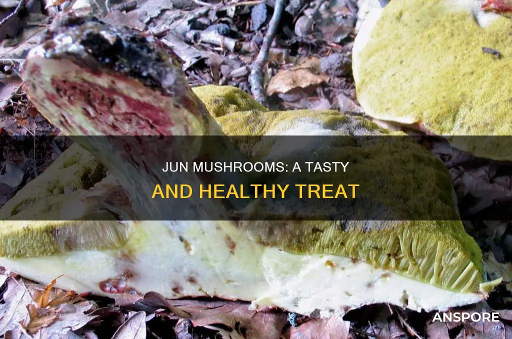 what is jun mushroom