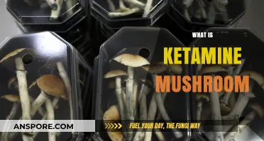Ketamine and Mushrooms: A Psychedelic Mix