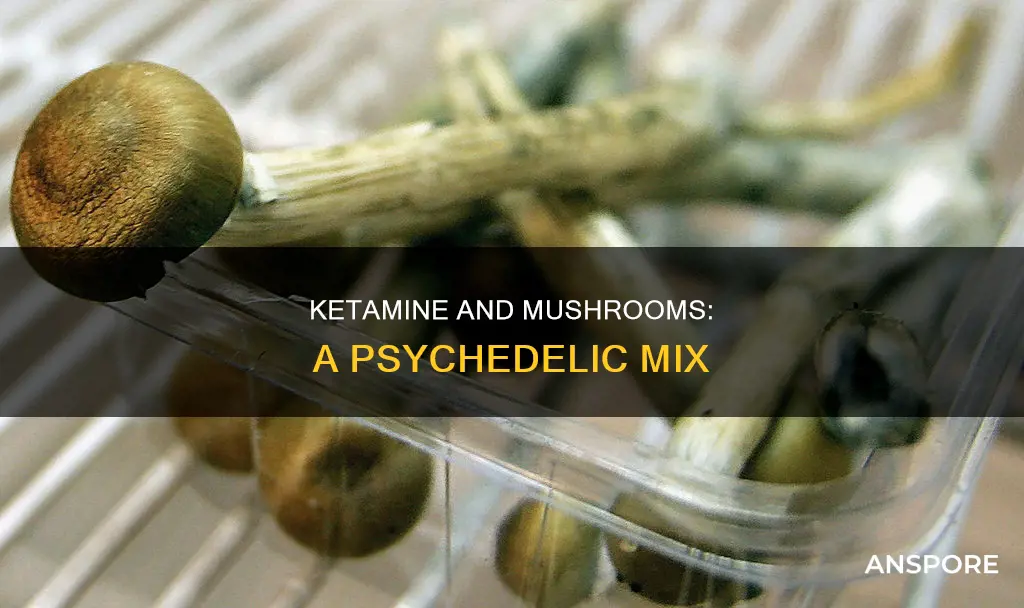 what is ketamine mushroom