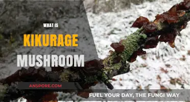 Exploring Kikurage: The Ultimate Mushroom