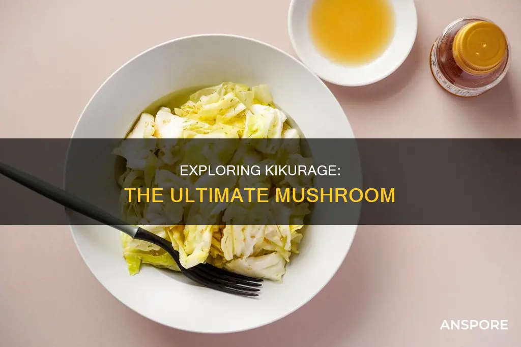 what is kikurage mushroom