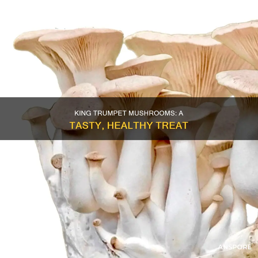 what is king trumpet mushroom