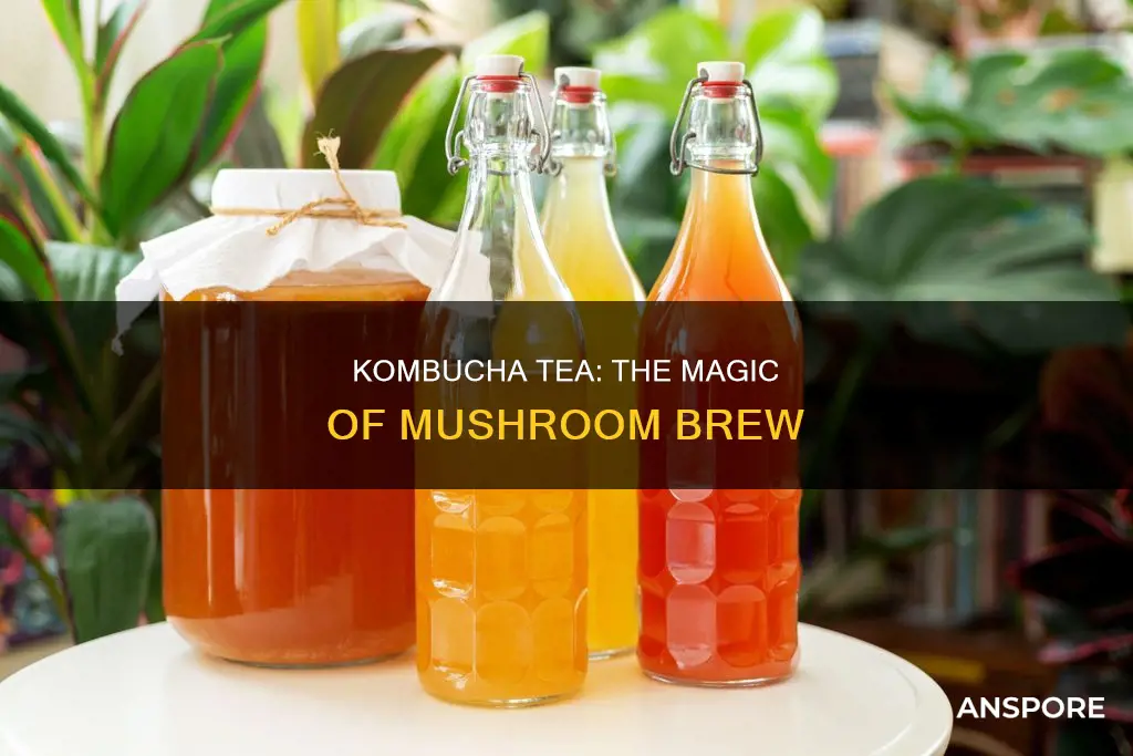 what is kombucha mushroom tea