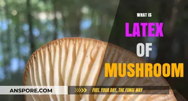 Mushroom Latex: A Natural Wonder