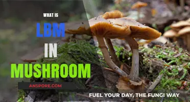 Understanding LBM: The Magic Behind Mushrooms