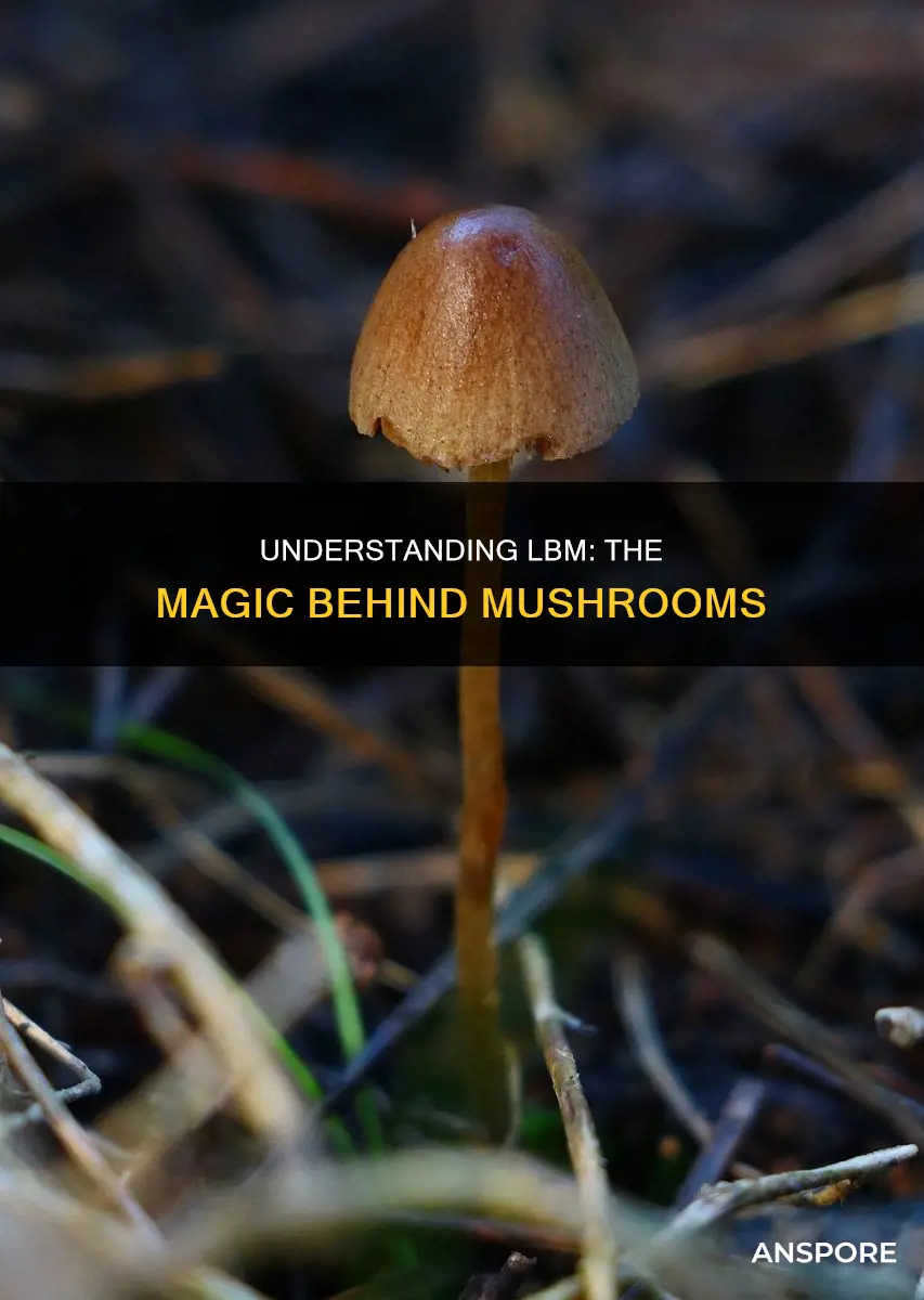 what is lbm in mushroom