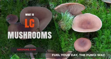 Magic Mushrooms: Understanding LC Shrooms