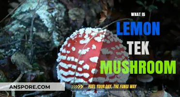 Lemon Tek Mushrooms: Enhancing the Shroom Experience
