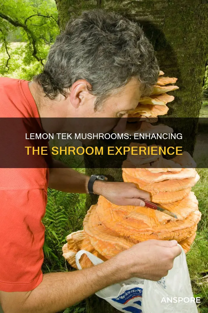 what is lemon tek mushrooms