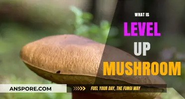 Mushroom Power: Level Up Your Health