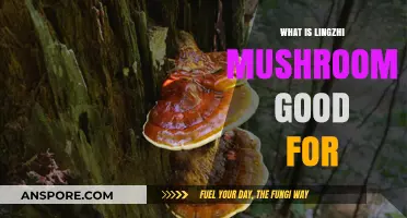 Lingzhi Mushroom Benefits: Health, Immunity, and Wellness Explained