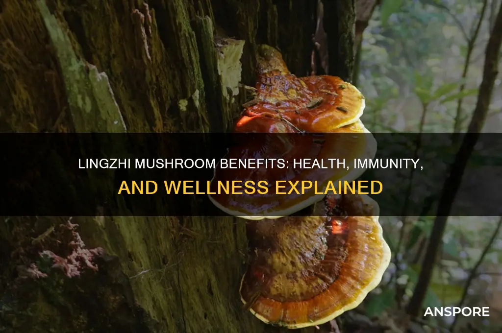 what is lingzhi mushroom good for