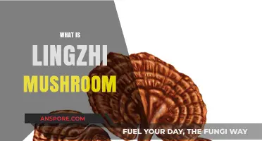 Lingzhi Mushrooms: Ancient Superfood, Modern Medicine