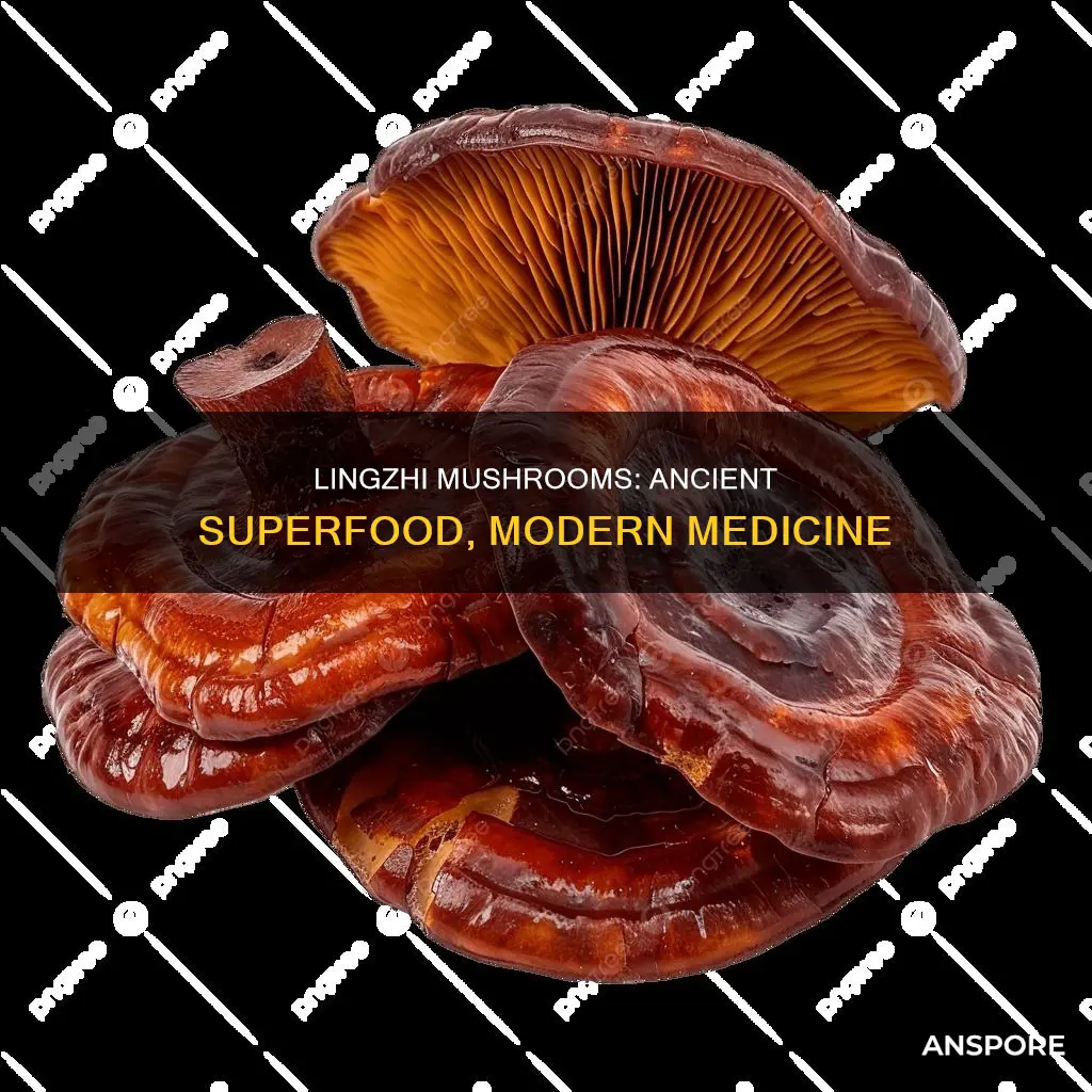 what is lingzhi mushroom