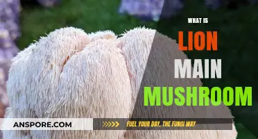 Lion's Mane: A Magical Mushroom