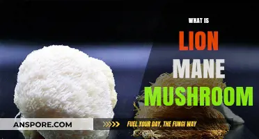 Lion's Mane Mushrooms: Nature's Powerful Nootropic