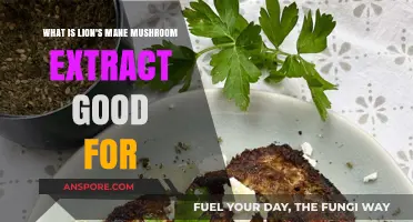 Lion's Mane Mushroom Extract Benefits: Cognitive Health and Beyond Explained