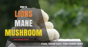 Lion's Mane Mushroom: Nature's Powerful Nootropic