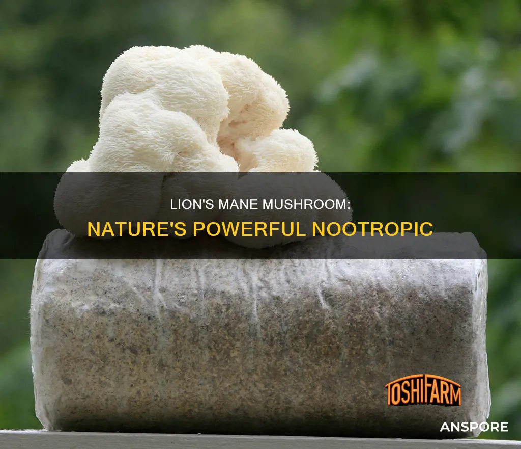 what is lions mane mushroom
