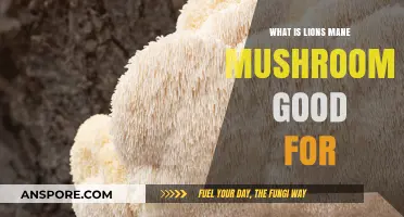 Unlocking the Health Benefits of Lion's Mane Mushrooms: Uses and Advantages