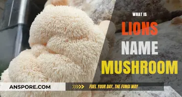 Lion's Mane: A Mushroom with a Majestic Name