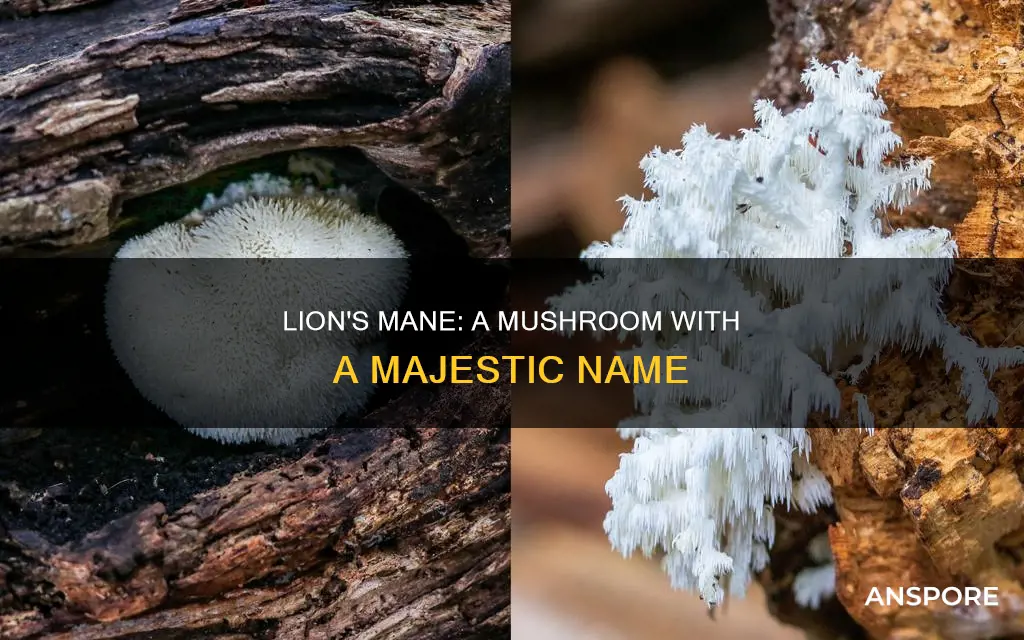 what is lions name mushroom