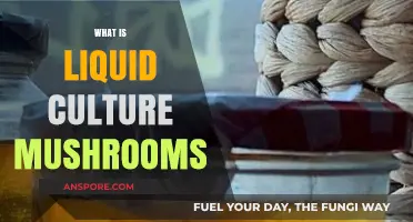 Liquid Culture: The Magic of Mushroom Growth