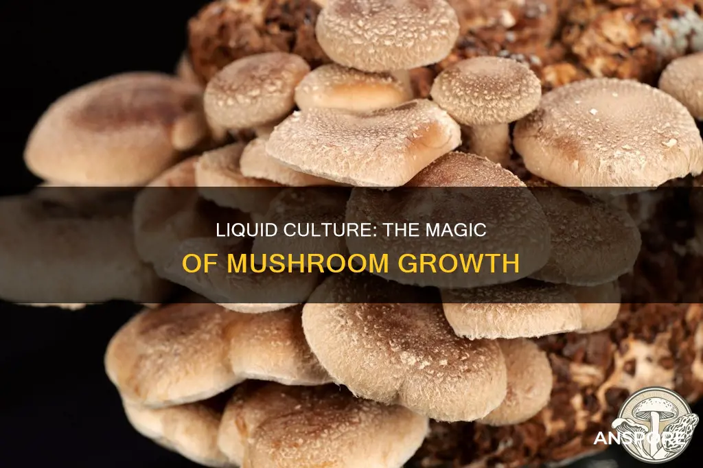 what is liquid culture mushrooms