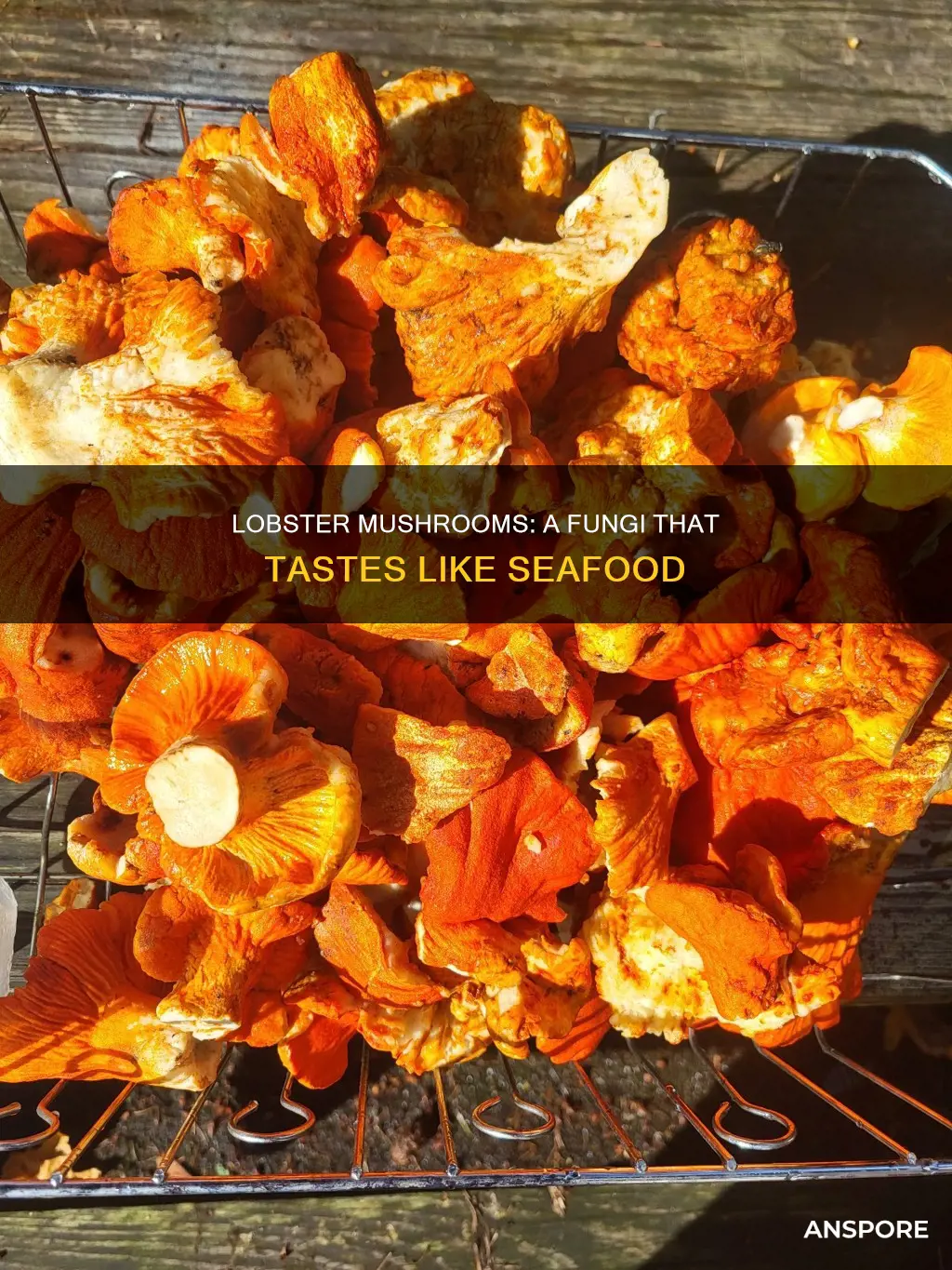 what is lobster mushroom