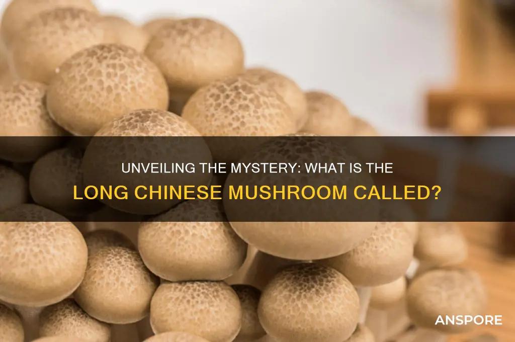 what is long chinese mushroom called