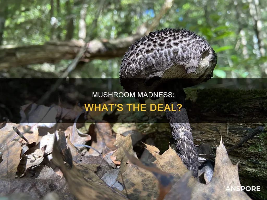 what is mad mushroom