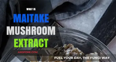 Maitake Mushroom Extract: Benefits and Usage