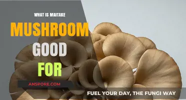 Maitake Mushroom Benefits: Boosting Immunity, Health, and Wellness Naturally