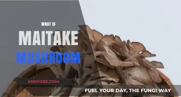 Maitake Mushrooms: Nature's Powerful Medicinal Superfood