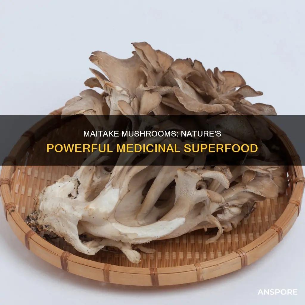 what is maitake mushroom