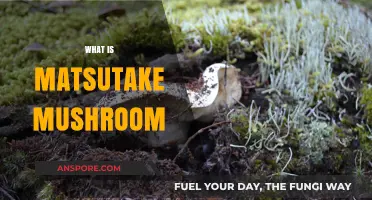Matsutake Mushrooms: A Forager's Treasure