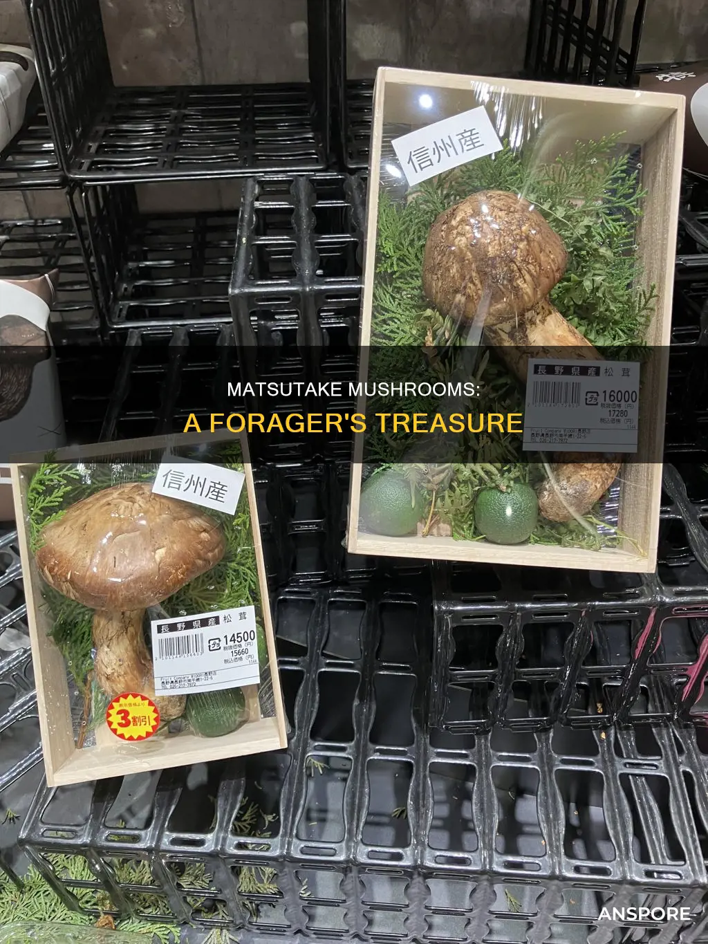 what is matsutake mushroom