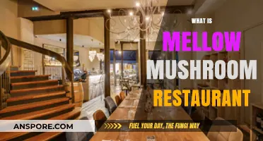 Mellow Mushroom: A Fun, Funky Pizza Experience