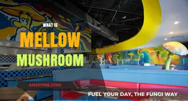 Mellow Mushroom: A Unique Pizza Experience