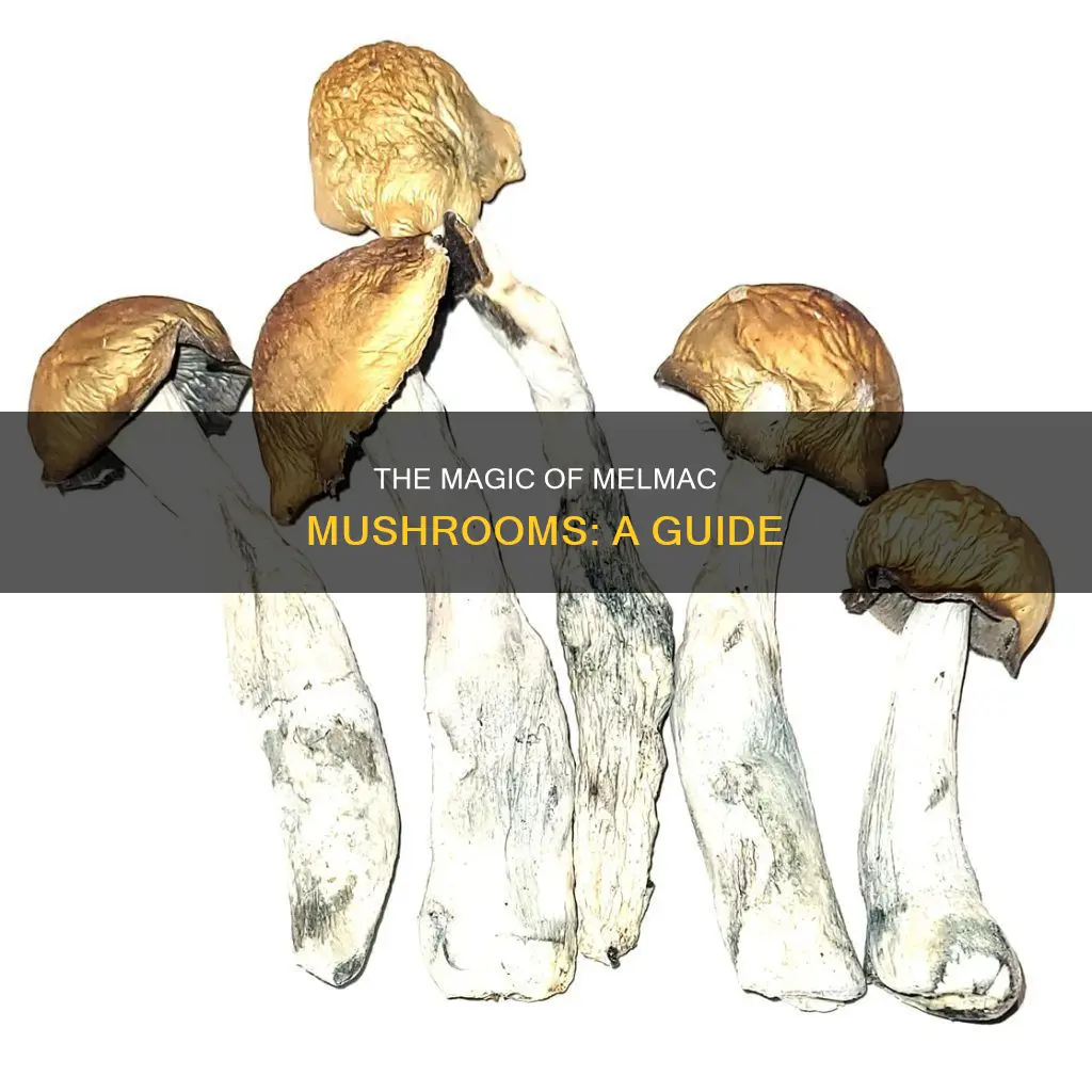 what is melmac mushrooms