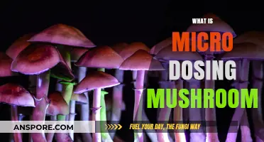 Microdosing Mushrooms: Benefits and Risks