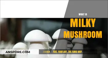 Milky Mushroom: A Tasty Treat