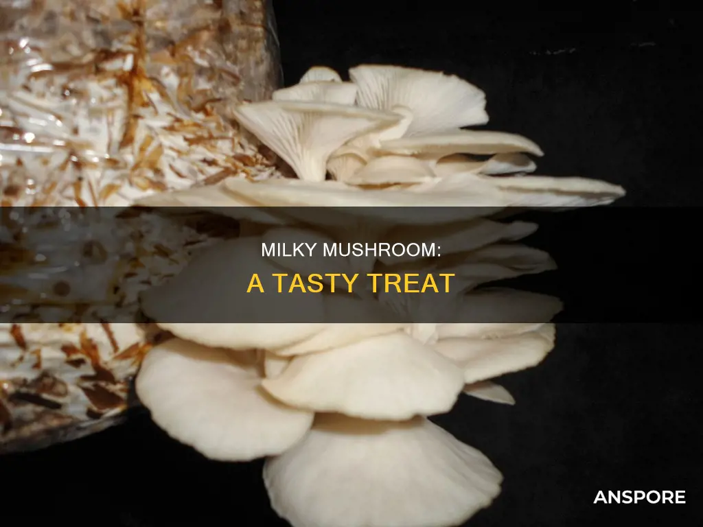 what is milky mushroom