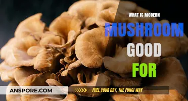 Modern Mushroom Benefits: Health, Nutrition, and Wellness Explained